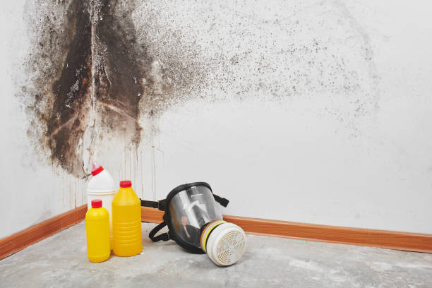 Best Mold Removal Company Near Me  in Bromley, KY