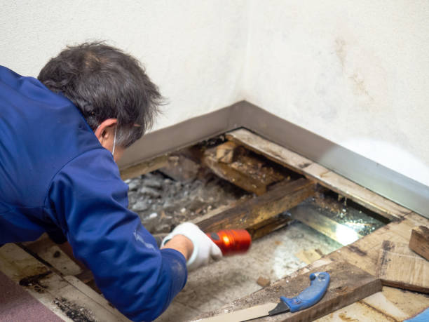Best Home Mold Removal  in Bromley, KY