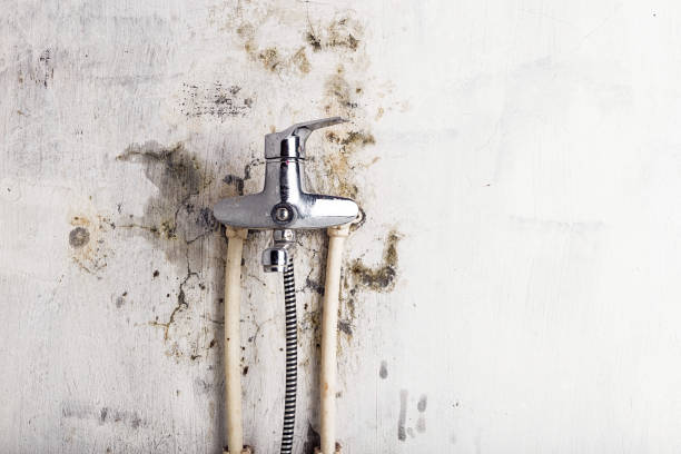 Mold Removal Process in Bromley, KY