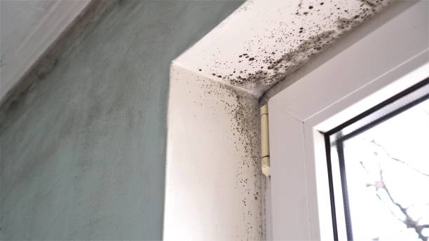 Best Office Mold Removal Services  in Bromley, KY