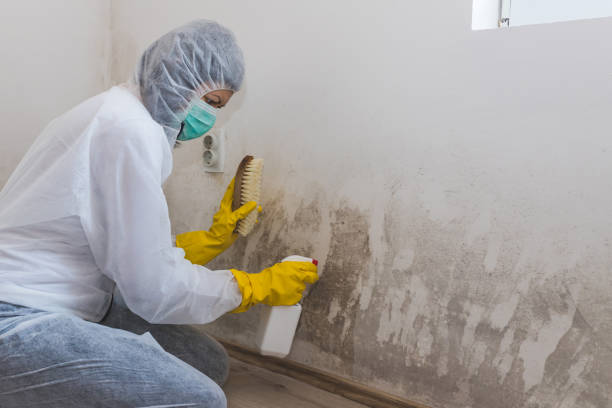 Best Residential Mold Removal  in Bromley, KY