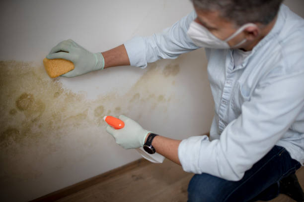 Best Mold Remediation  in Bromley, KY