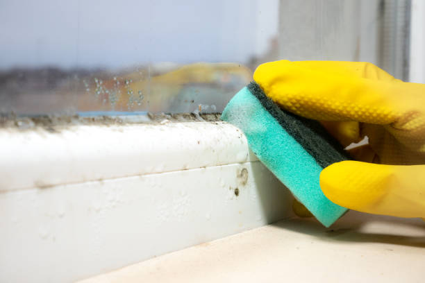 Best Emergency Mold Removal  in Bromley, KY