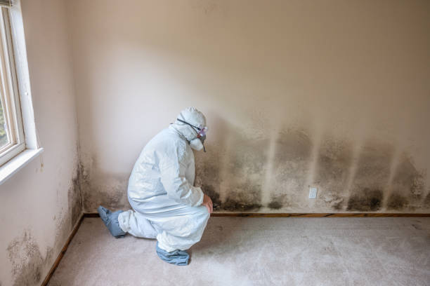 Best Home Mold Removal  in Bromley, KY